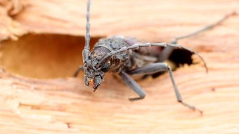 Insectes xylophages et vice caché en immobilier